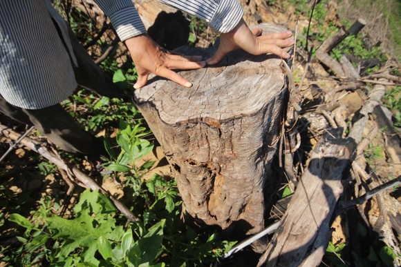 Buông lỏng quản lý, cả trăm ha rừng ở Quảng Nam bị tàn phá ảnh 4