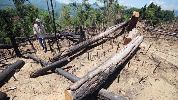 Buông lỏng quản lý, cả trăm ha rừng ở Quảng Nam bị tàn phá ảnh 5