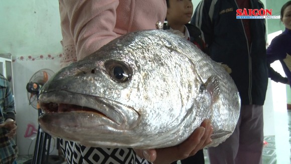 Ngư dân Quảng Nam bắt được cá nghi là cá sủ vàng  ảnh 1