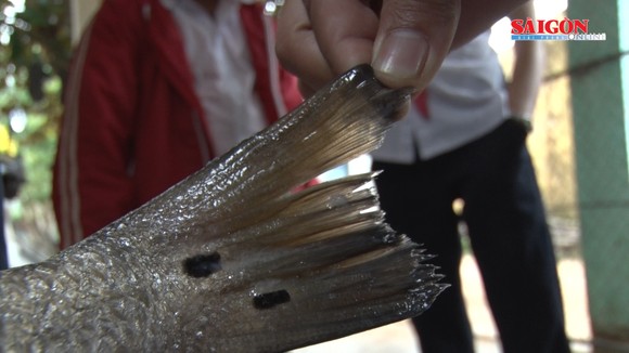 Ngư dân Quảng Nam bắt được cá nghi là cá sủ vàng  ảnh 3