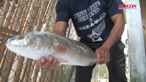 Ngư dân Quảng Nam bắt được cá nghi là cá sủ vàng  ảnh 5