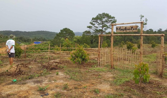 Phân lô, rao bán trái phép dự án trồng rừng ảnh 6