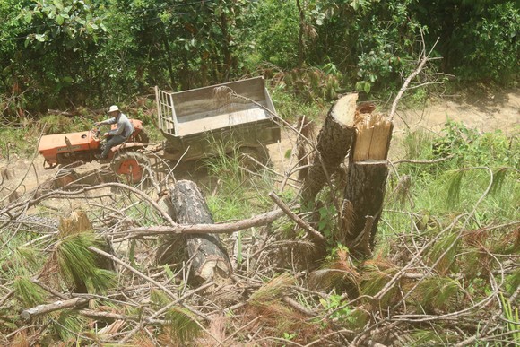 Rừng thông tại Lâm Đồng tiếp tục bị 'cạo trọc' ảnh 2