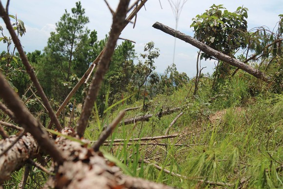 Rừng thông tại Lâm Đồng tiếp tục bị 'cạo trọc' ảnh 9