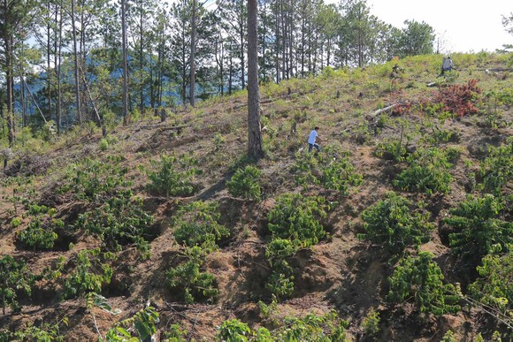 Lâm Đồng: Điều tra vụ phá rừng, lấn chiếm, mua bán đất lâm nghiệp trái phép ảnh 1
