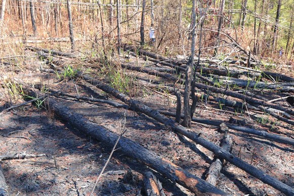 Lâm Đồng: Điều tra vụ phá rừng, lấn chiếm, mua bán đất lâm nghiệp trái phép ảnh 4
