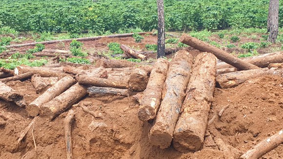Lâm Đồng: Liên tục phát hiện gỗ thông bị chôn dưới vườn cà phê ảnh 1