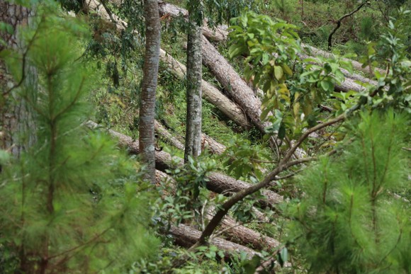 Rừng thông tại Lâm Đồng tiếp tục bị đốn hạ hàng loạt ảnh 8
