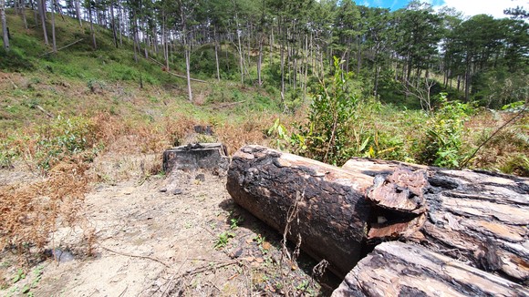 Rừng thông tại Lâm Đồng tiếp tục bị đốn hạ hàng loạt ảnh 9