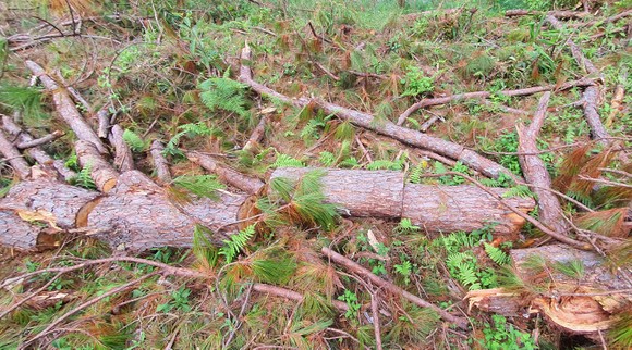 Rừng thông tại Lâm Đồng tiếp tục bị đốn hạ hàng loạt ảnh 6