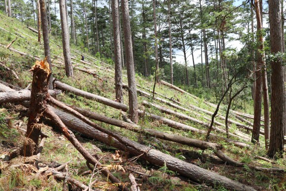 Khẩn trương điều tra vụ cưa hạ hàng loạt rừng thông cổ thụ ở Lâm Đồng ảnh 1