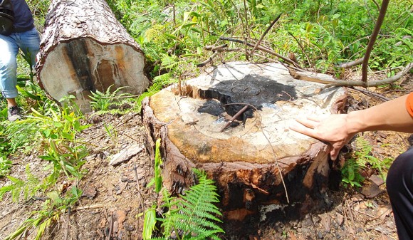 Khẩn trương điều tra vụ cưa hạ hàng loạt rừng thông cổ thụ ở Lâm Đồng ảnh 5
