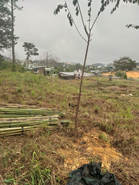 Đà Lạt: Bắt quả tang nhóm người trồng 200 cây mai anh đào lấn chiếm đất rừng ảnh 2