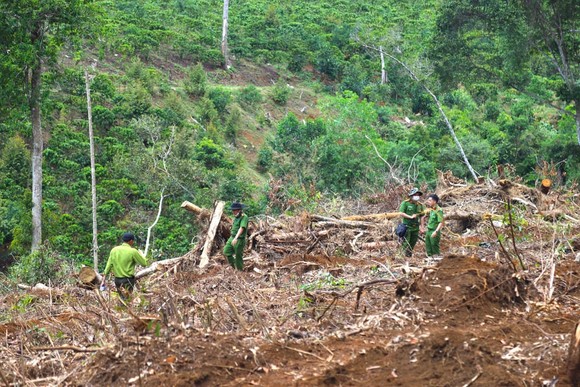 Phó Thủ tướng Lê Văn Thành yêu cầu xử lý nghiêm tình trạng phá rừng, lấn chiếm đất rừng tại Lâm Đồng ảnh 3
