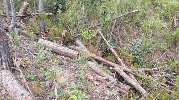 Phó Thủ tướng Lê Văn Thành yêu cầu xử lý nghiêm tình trạng phá rừng, lấn chiếm đất rừng tại Lâm Đồng ảnh 1
