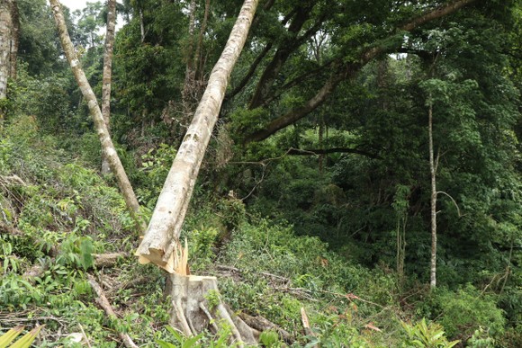 Điều tra vụ phá rừng tại Lâm Đồng ảnh 3