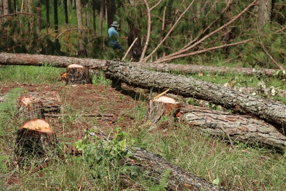 Đà Lạt: Hàng trăm cây thông bị cưa hạ nằm la liệt ảnh 4
