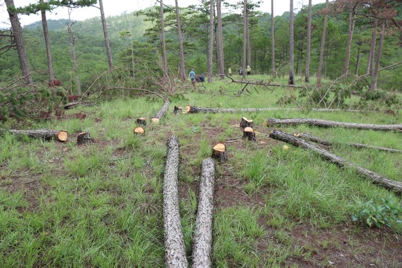 Chủ tịch UBND tỉnh Lâm Đồng yêu cầu lập chuyên án điều tra vụ cưa hàng trăm cây thông ở Đà Lạt ảnh 2