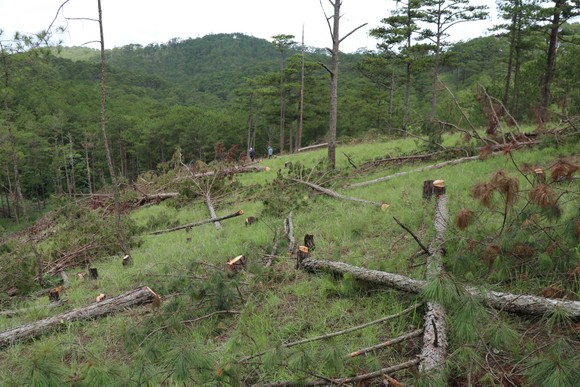 Đà Lạt: Hàng trăm cây thông bị cưa hạ nằm la liệt ảnh 8