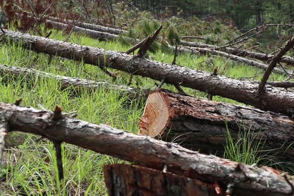 Đà Lạt: Hàng trăm cây thông bị cưa hạ nằm la liệt ảnh 10