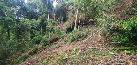 Tỉnh Lâm Đồng chỉ đạo điều vụ phá rừng đặc dụng ở Đà Lạt ảnh 1