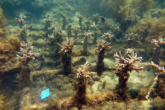 Trồng, phục hồi rạn san hô trên vịnh Nha Trang ảnh 1