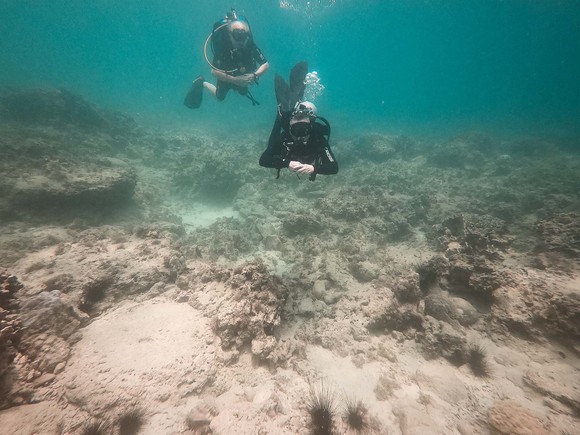 Nha Trang tìm cách phục hồi rạn san hô chết ở biển Hòn Mun ảnh 2