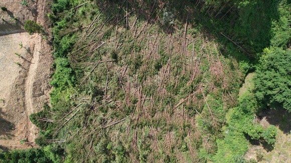 Hàng trăm cây thông bị 'cưa trắng' ở Lâm Đồng ảnh 2