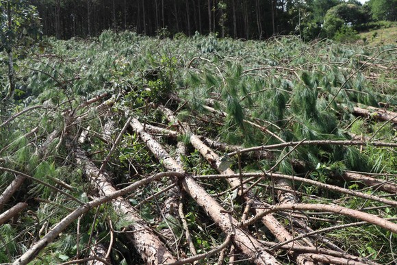 Hàng trăm cây thông bị 'cưa trắng' ở Lâm Đồng ảnh 10