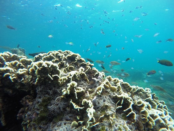 Khu bảo tồn biển Hòn Cau trước nguy cơ bị biến thành nơi xả thải bùn thải từ dự án nhiệt điện than