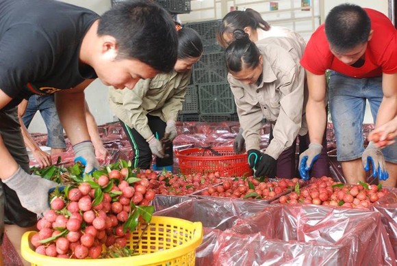 Hơn 30 nước mua 87.000 tấn vải thiều của Việt Nam  ​ ảnh 1