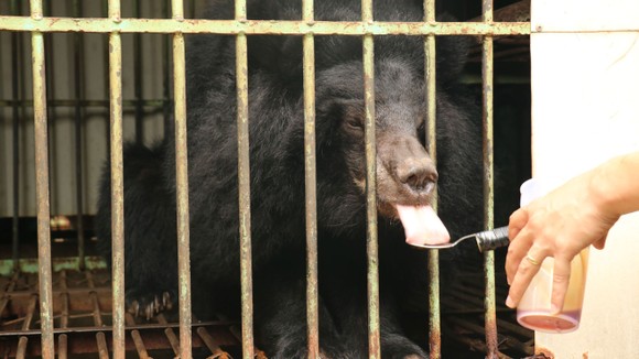 Đưa cá thể gấu nuôi nhốt cuối cùng ở tỉnh Gia Lai về Tam Đảo ảnh 1