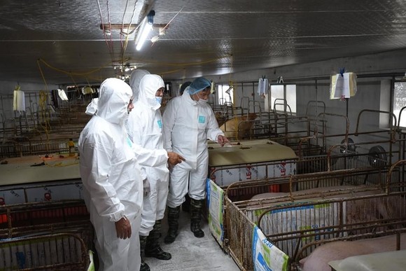 Thái Lan giảm xuất khẩu thịt heo sang Việt Nam  ảnh 3