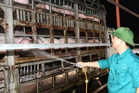 Thái Lan giảm xuất khẩu thịt heo sang Việt Nam  ảnh 2