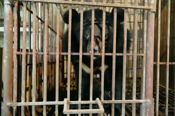 Cứu hộ 1 cặp gấu mẹ - con được nuôi sinh sản ở Việt Nam ảnh 1