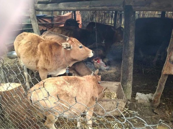 Thừa Thiên - Huế bị 'nhắc' vì để 900 con trâu, bò chết rét ảnh 4