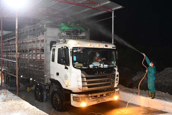 Việt Nam khẩn cấp dừng nhập heo của Thái Lan vì phát hiện dịch tả heo châu Phi ảnh 1