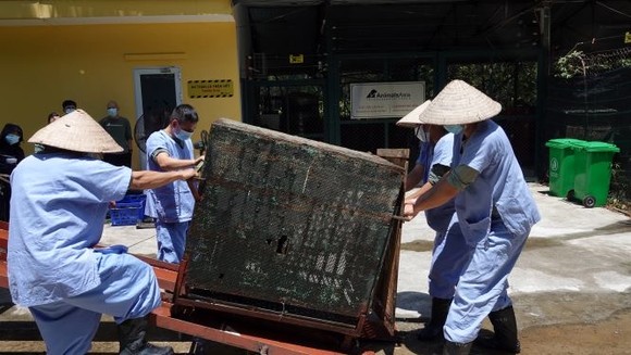 Cứu hộ 4 con gấu cuối cùng tại Rạp xiếc Trung ương ảnh 4