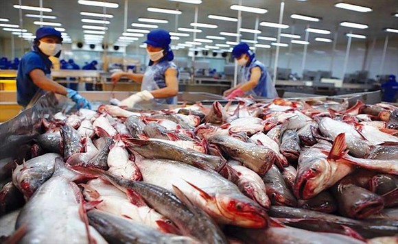 Thế giới đang cần nhập thủy sản Việt Nam, nhưng nhiều nhà máy lại đóng cửa ảnh 1