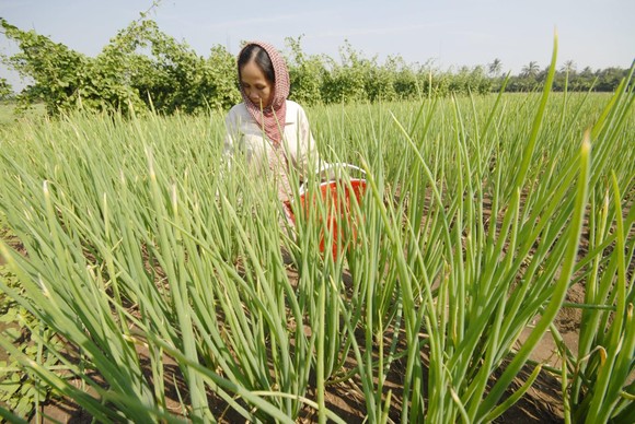 'Bùng nổ' phân bón hóa học ở ĐBSCL ảnh 2
