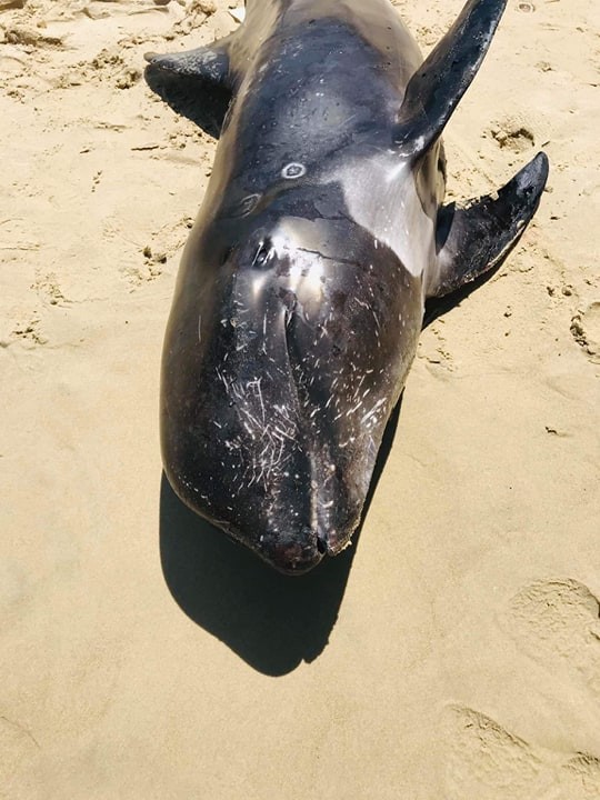 Cá voi con nặng 100kg dạt vào biển Hòn Cau ảnh 2