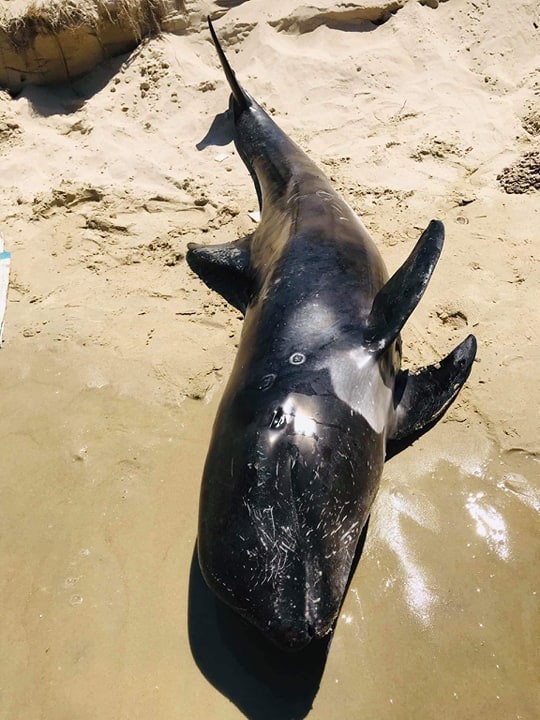 Cá voi con nặng 100kg dạt vào biển Hòn Cau ảnh 1
