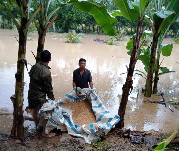 Bình Thuận mưa lớn kéo dài, hơn 1.200ha đất sản xuất ngập úng, thiệt hại gần 10 tỷ đồng ảnh 1