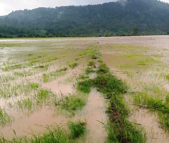 Bình Thuận mưa lớn kéo dài, hơn 1.200ha đất sản xuất ngập úng, thiệt hại gần 10 tỷ đồng ảnh 2
