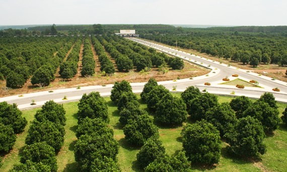 A 120 hectare jackfruit farm of Vinamit Company in Phu Giao district, Binh Duong province (Photo: SGGP)