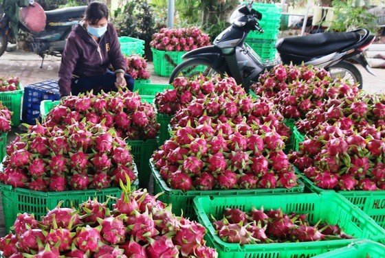 Tăng cường chế biến, giảm áp lực xuất khẩu rau củ quả tươi ảnh 1