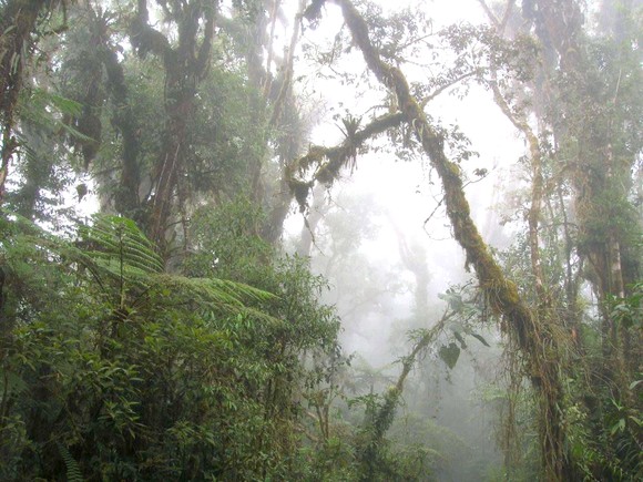 Sáng kiến hỗ trợ cộng đồng bản địa bảo vệ rừng ảnh 1