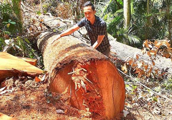 Rừng vẫn... 'chảy máu': 'Băm nát' rừng Tây Nguyên ảnh 1