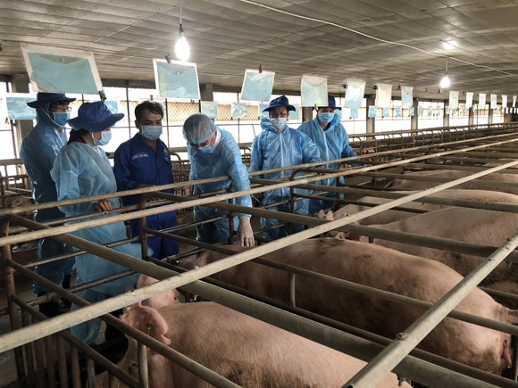 'Méo mặt' với giá thịt heo tăng sốc ảnh 1