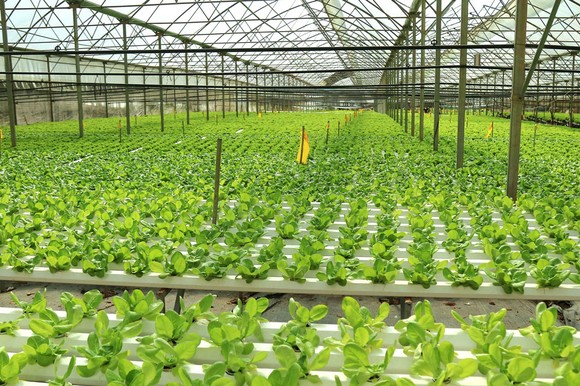 Sắc màu rau, củ ảnh 1